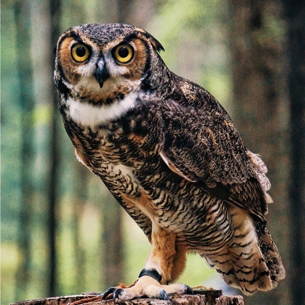 Meet your Posher, Shana